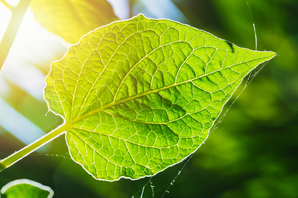 Foto eines grünen Blattes im Sonnenlicht als Symbol für die Photosynthese